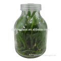 Wholesale empty tissue culture glass bottle,cultivating plants in glass bottles
